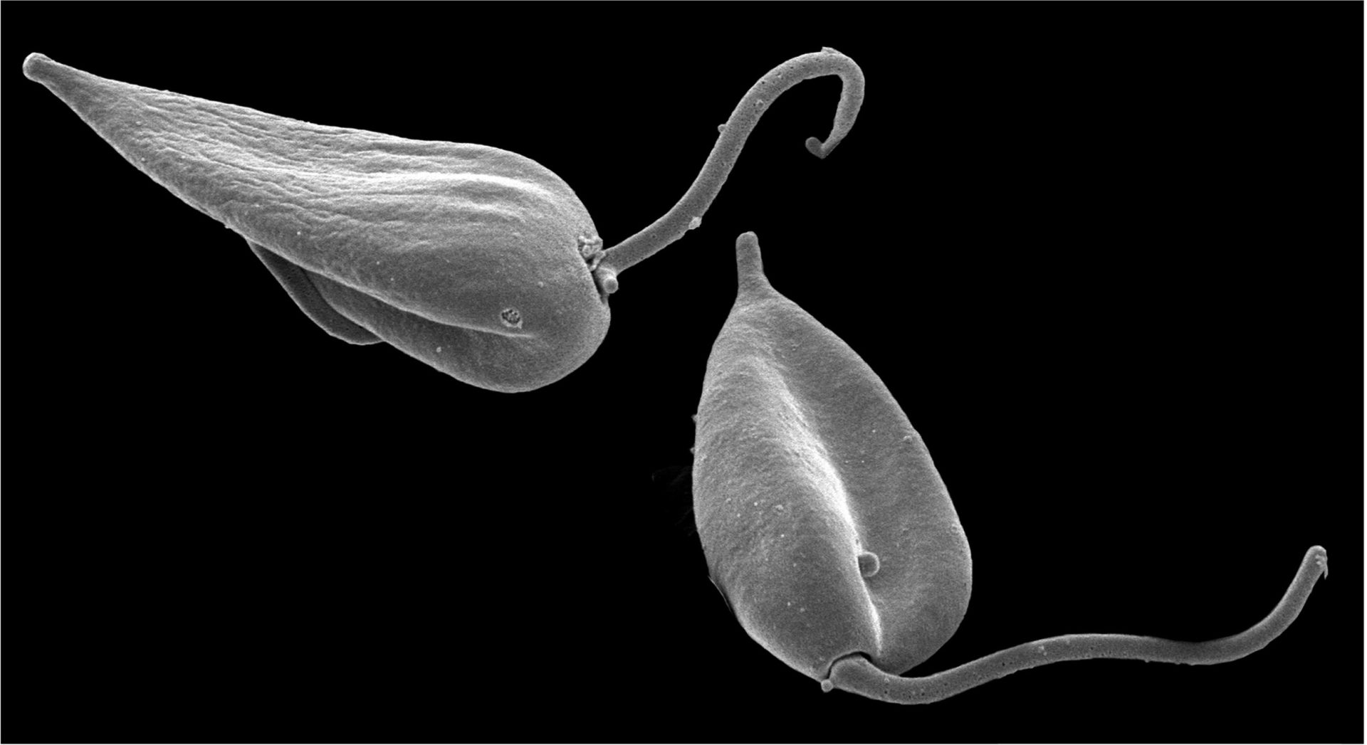 Found in Translation