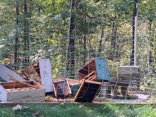 Bear attack 5 boxes down