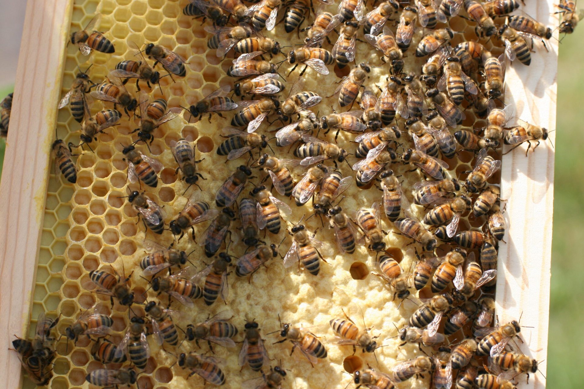 bees on comb