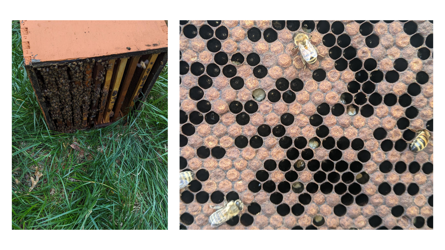 Three Things for Bees