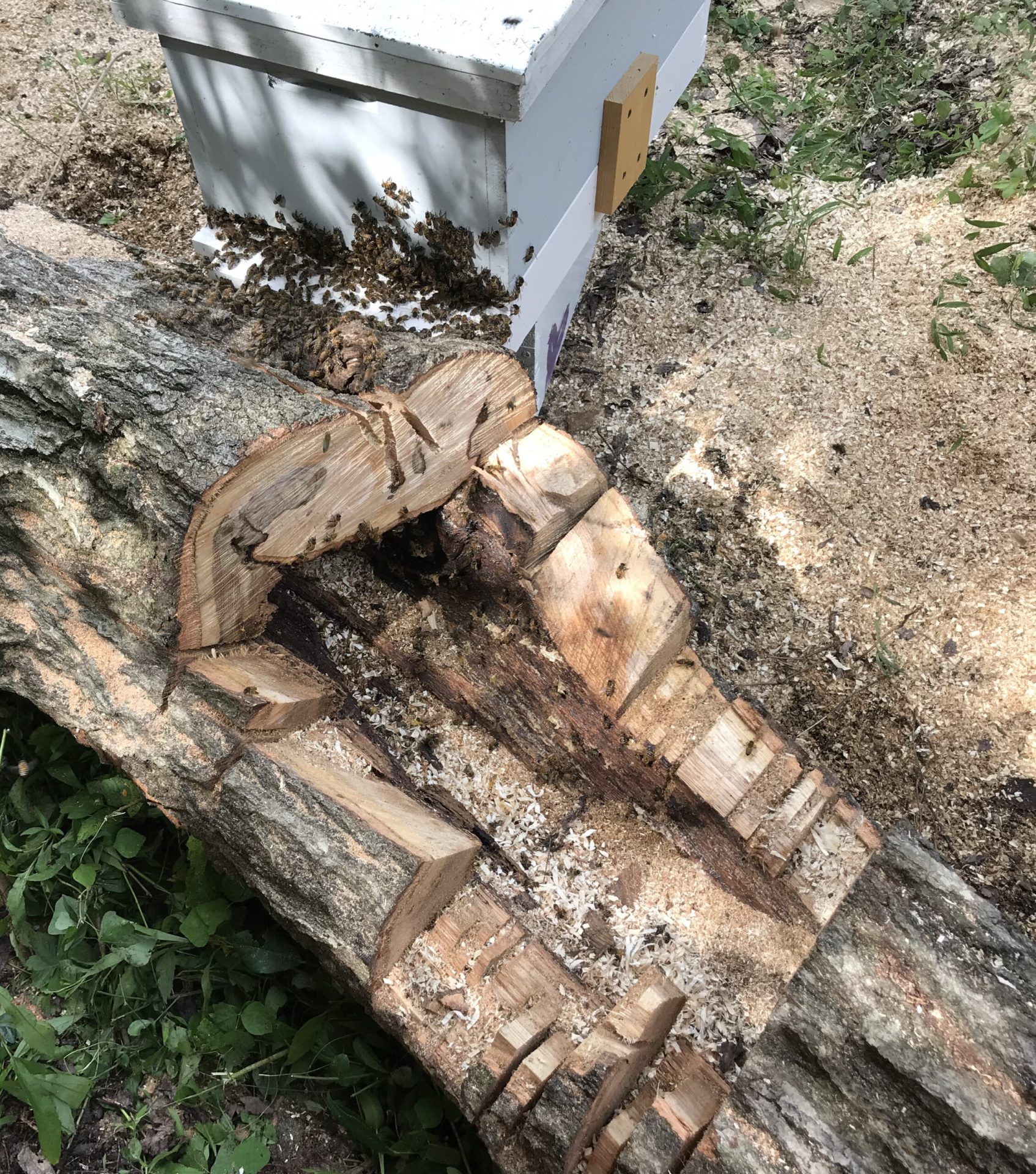 Part 4 – Take the Temperature of Your Colony