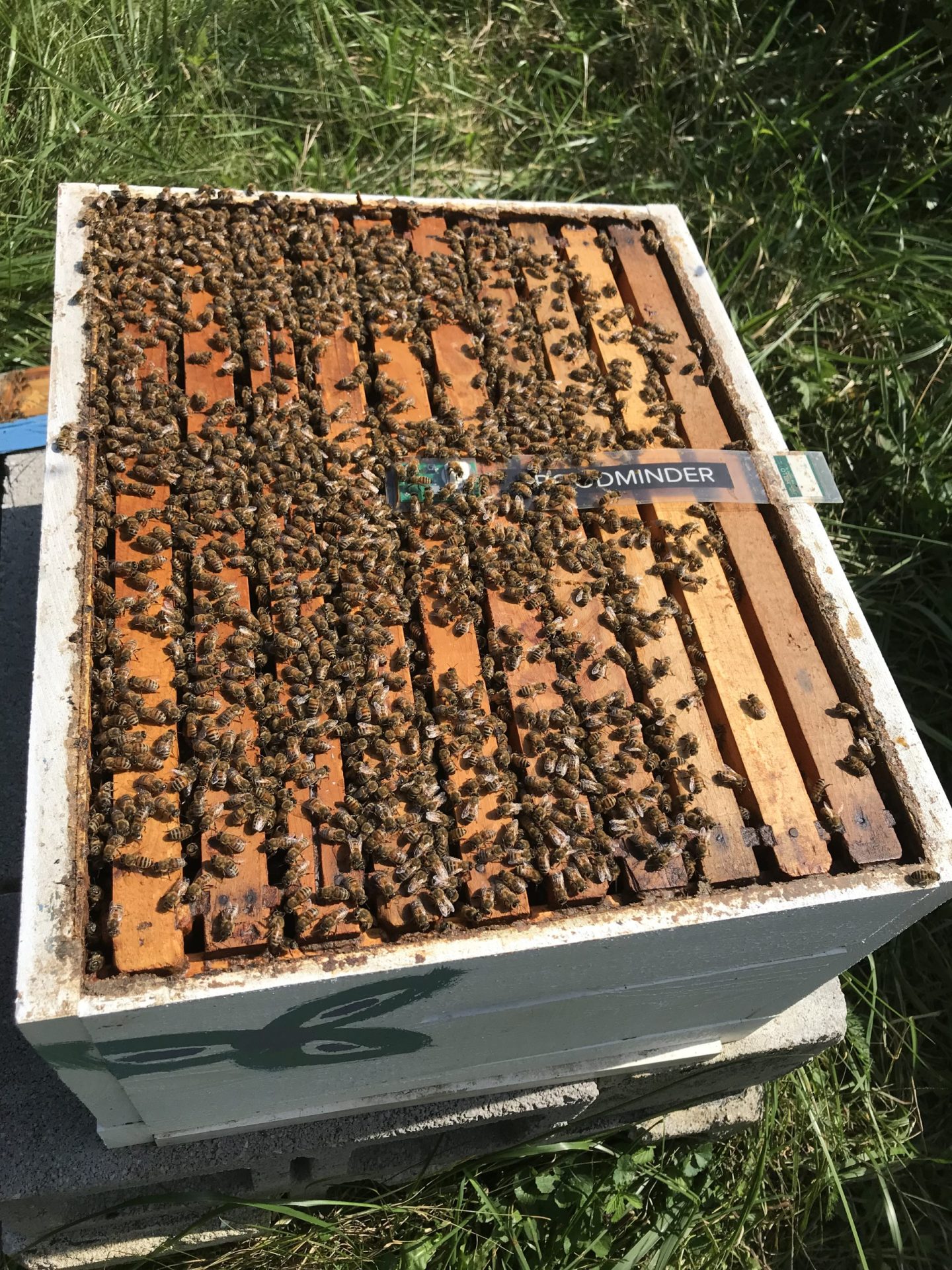 Broodminder temperature sensor in frames