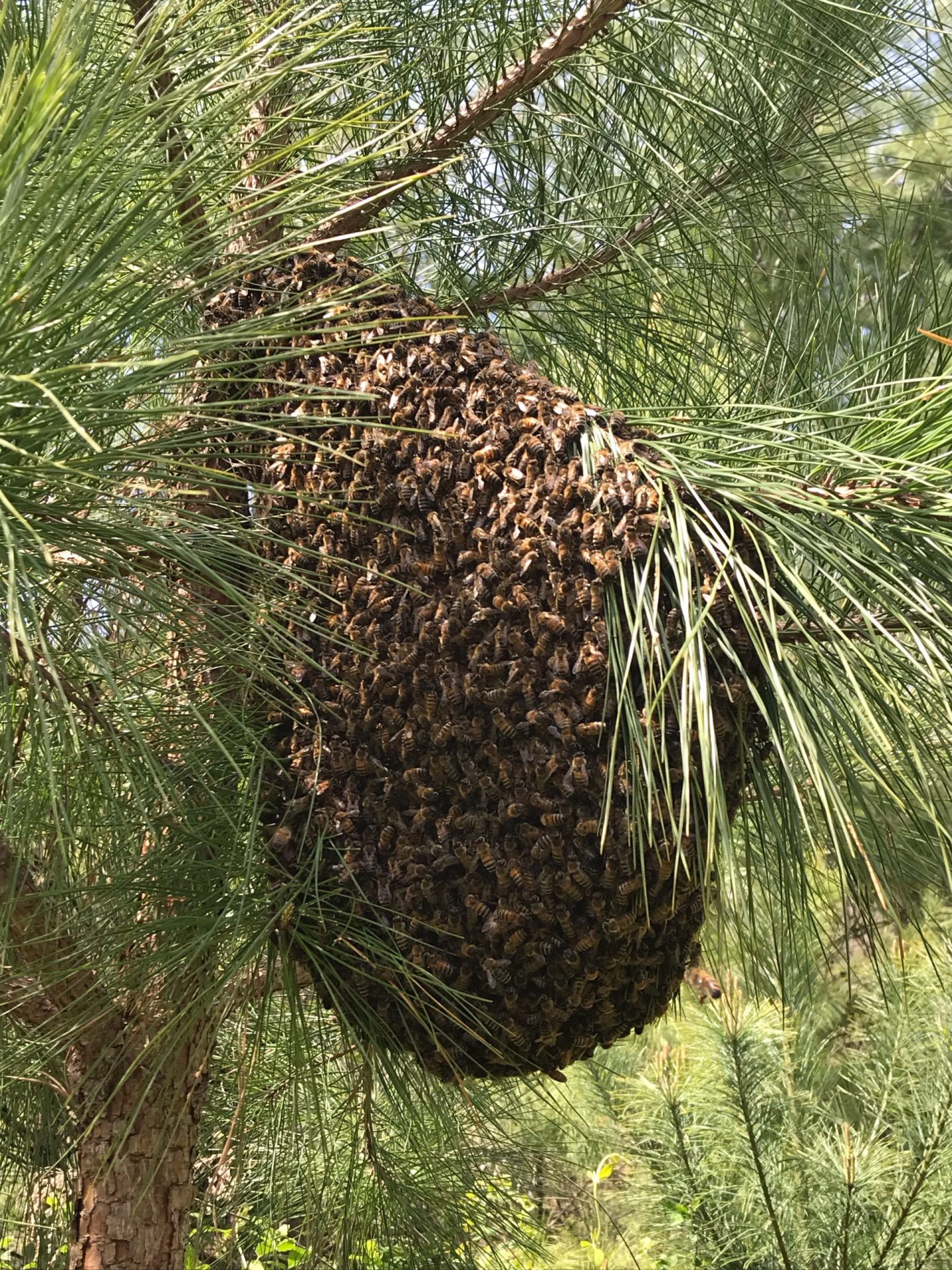 Part 2 – Take the Temperature of Your Colony