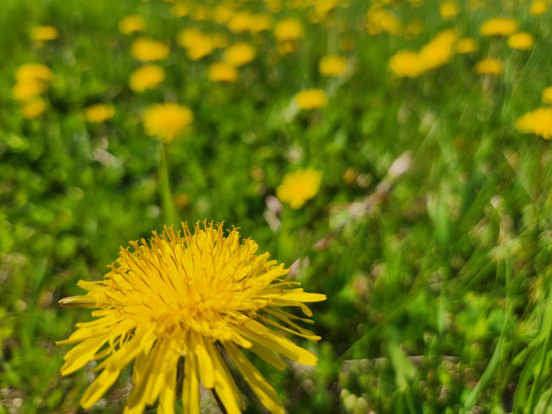 dandelion