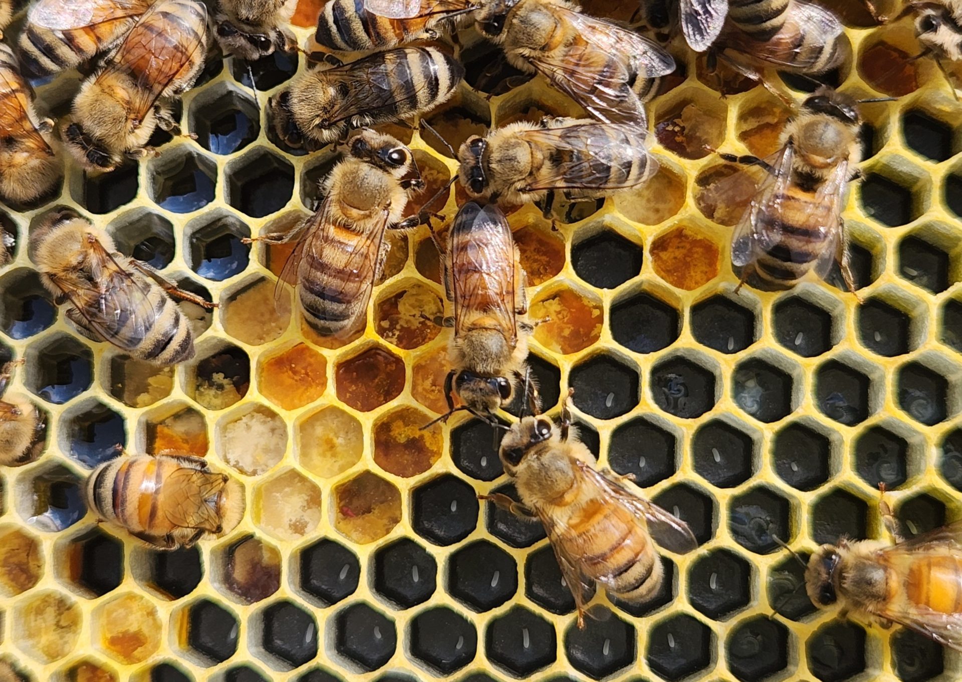 Minding Your Bees and Cues