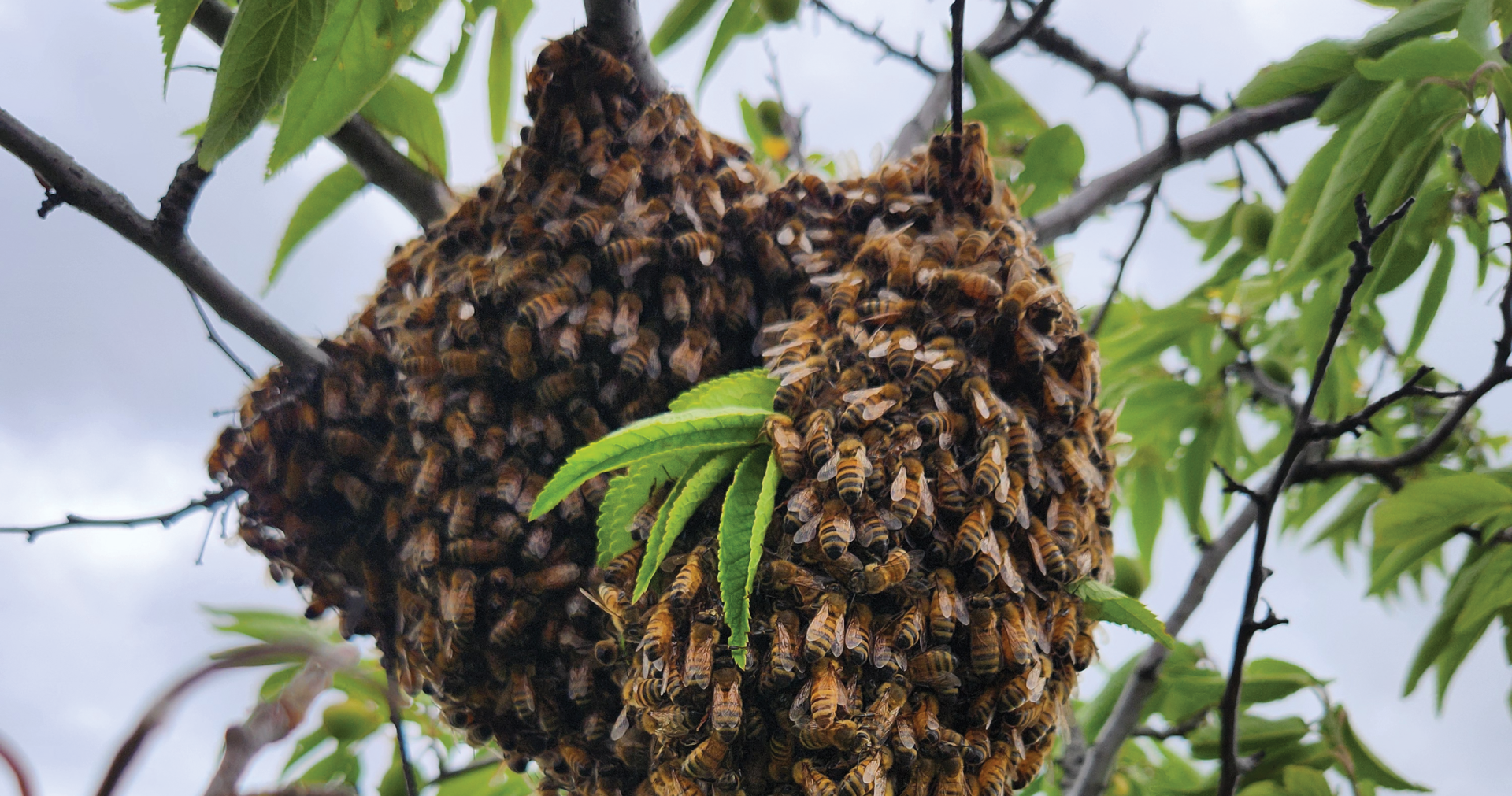 Swarm of bees