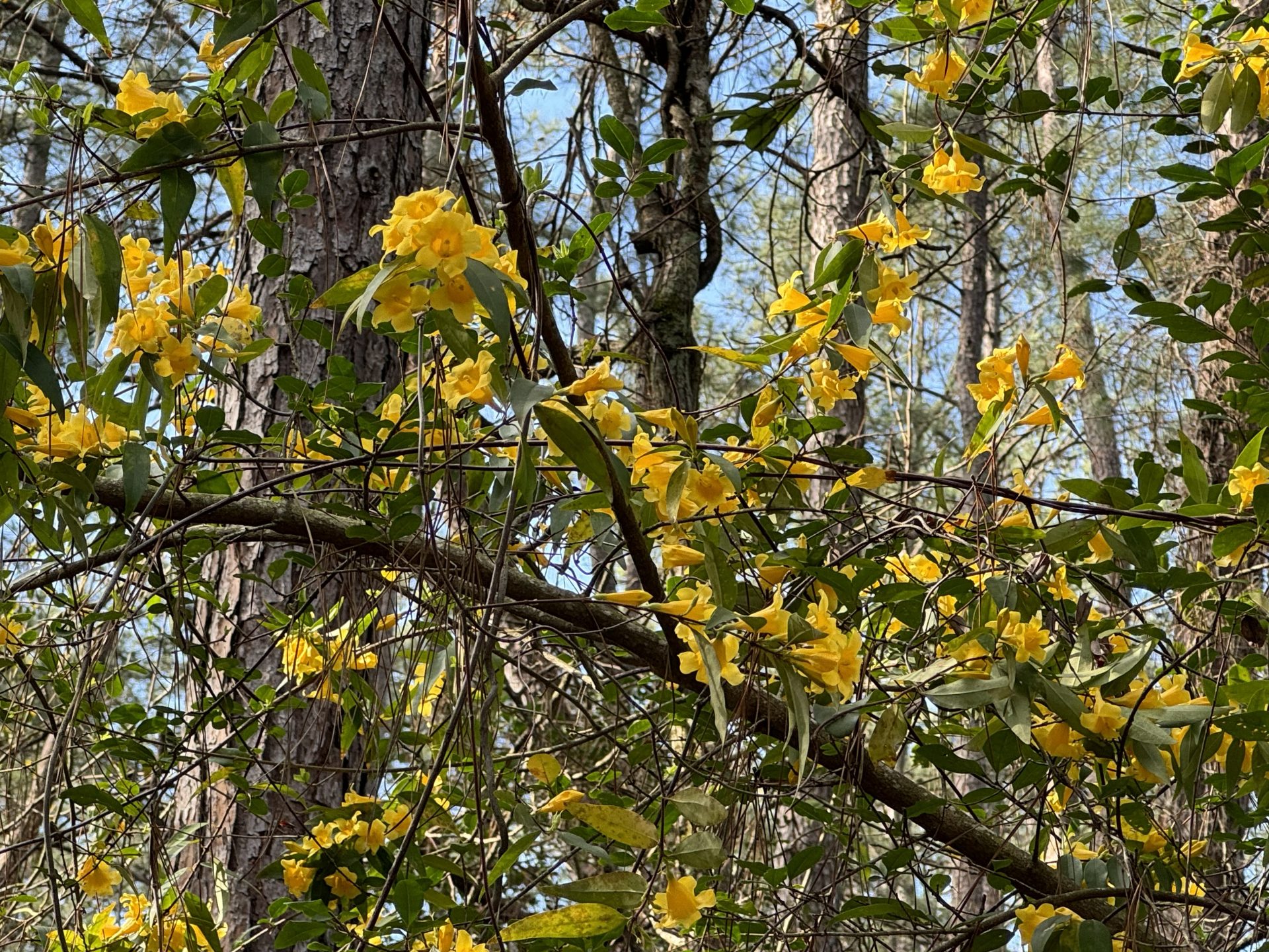 Yellow jessamine