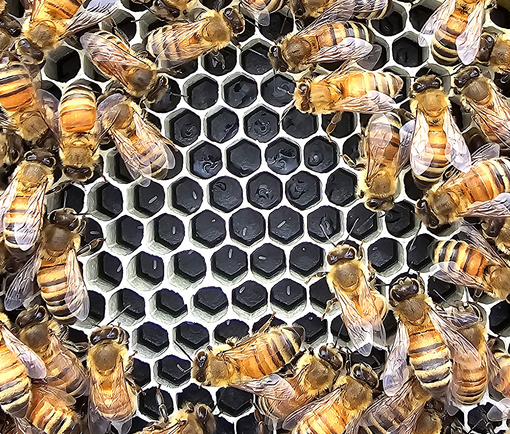 Minding Your Bees and Cues