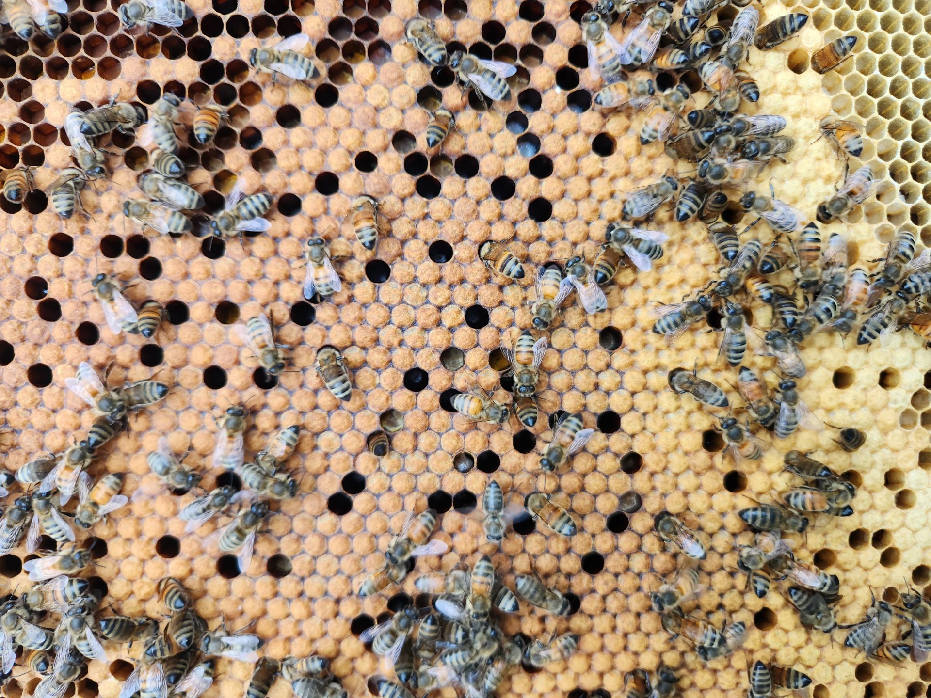 Minding Your Bees and Cues
