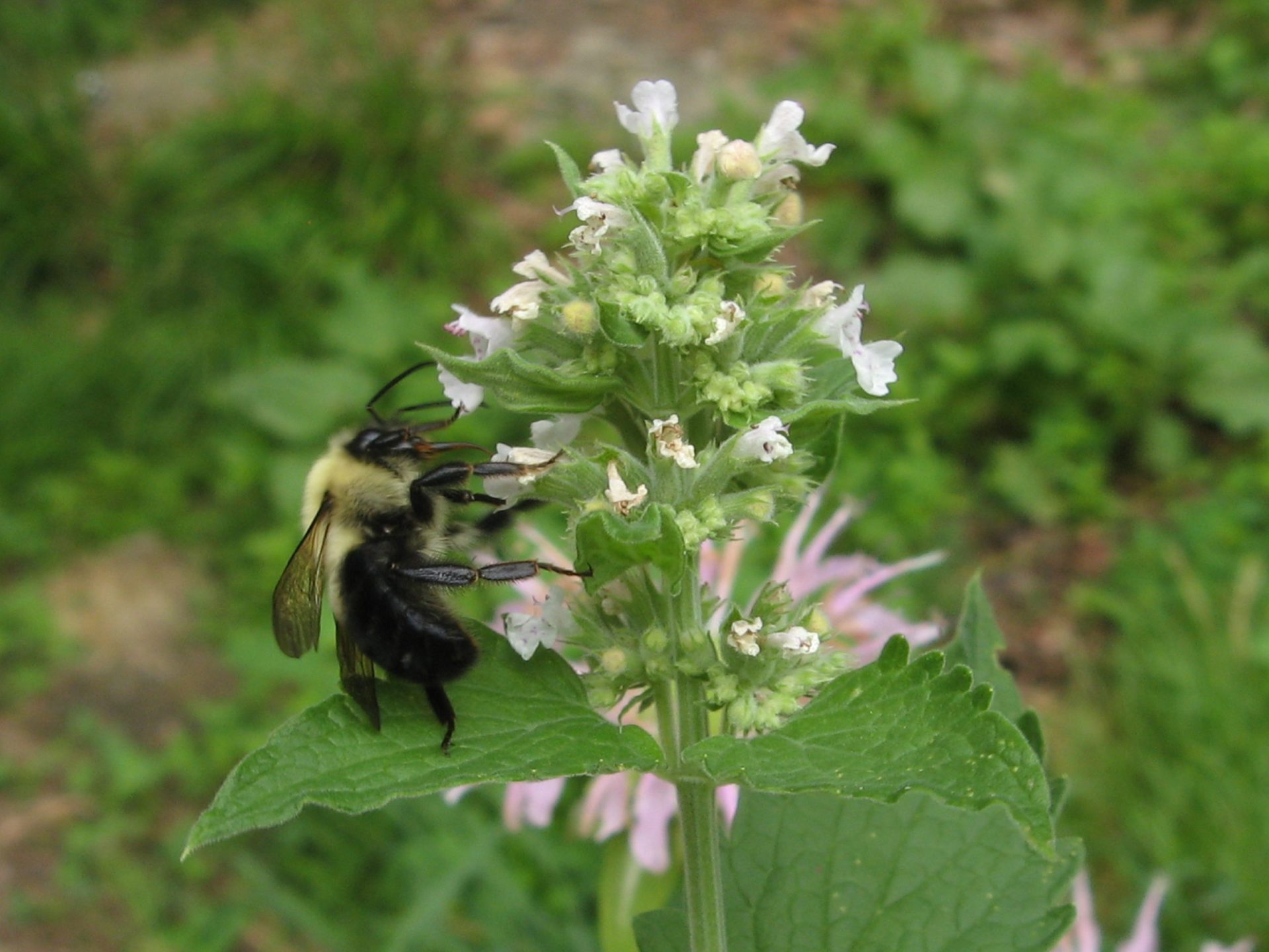 bee on flower