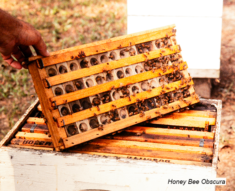 Managing And Manipulating Honey Bee Queens