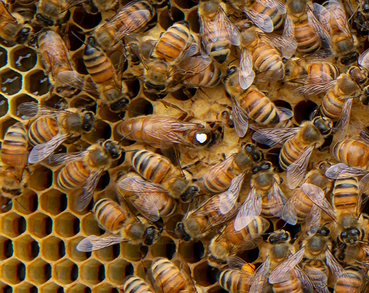 Is a New Queen Always the Right Queen?