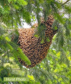 swarm in tree