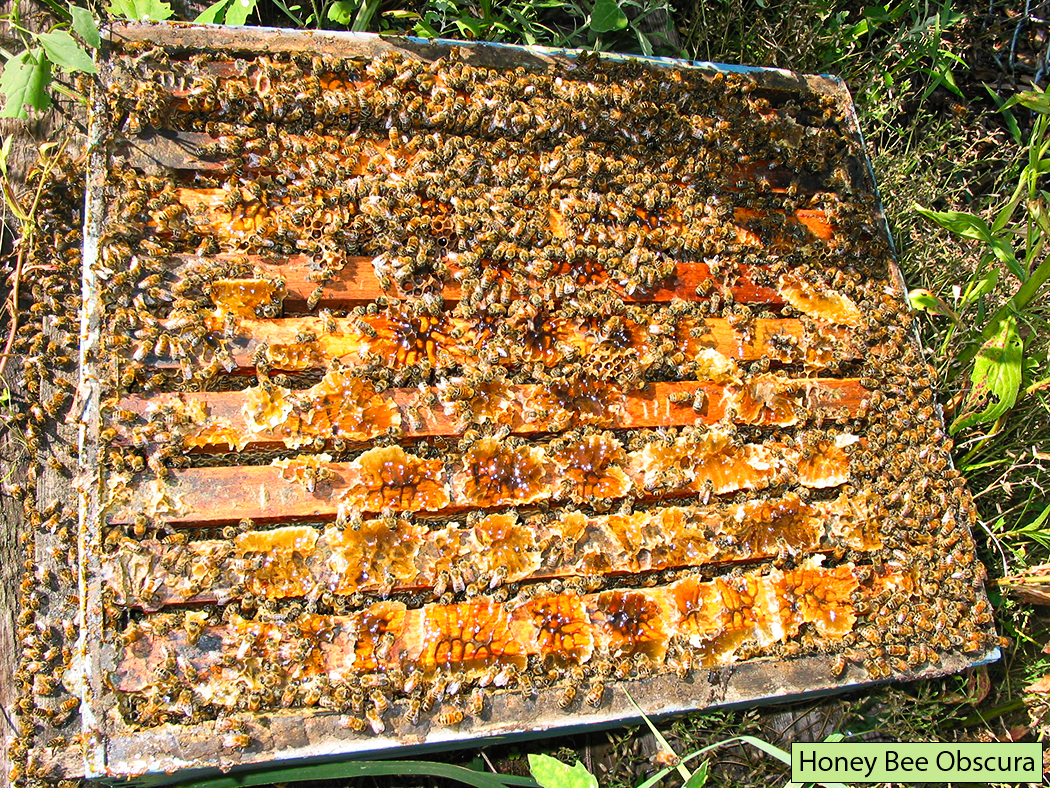 General Honey Bee Swarm Biology and Management (Part 1)