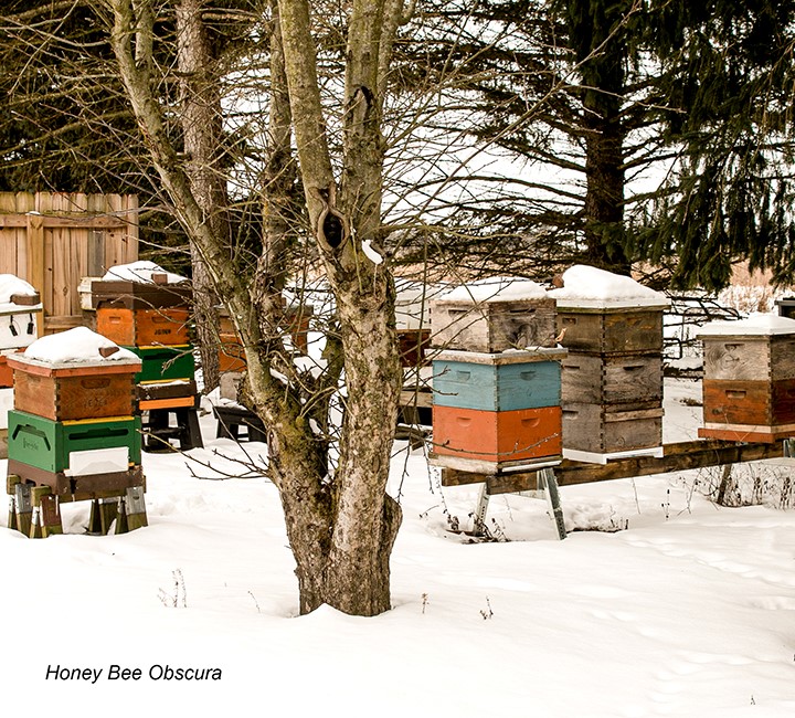Beeyard in Winter