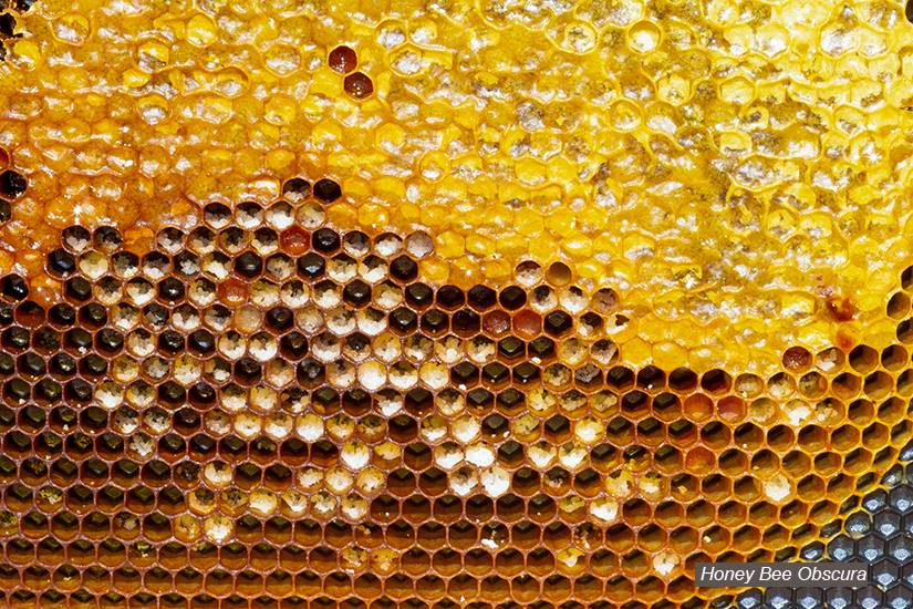 Behind the Scenes -Gathering and Processing Honey