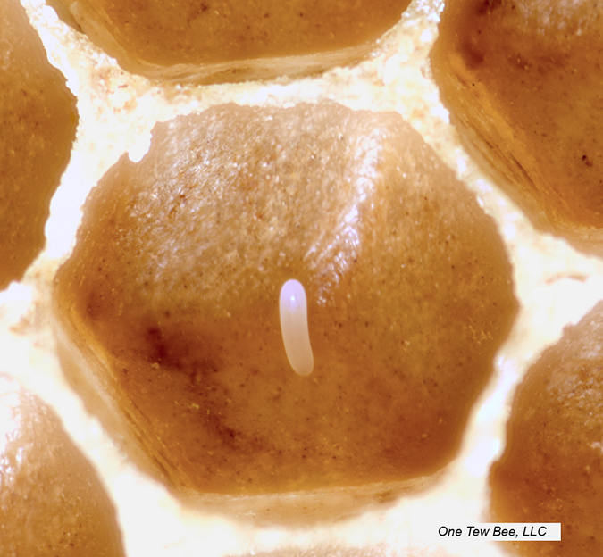 Fertile honey bee egg