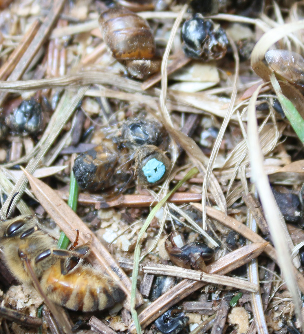 Old Queens and Old Frames