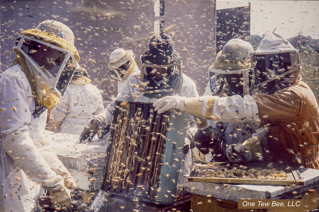 Barton Smith and Pat Powers, left and center, working Venezuelan Africanized honey bees circa 1992.