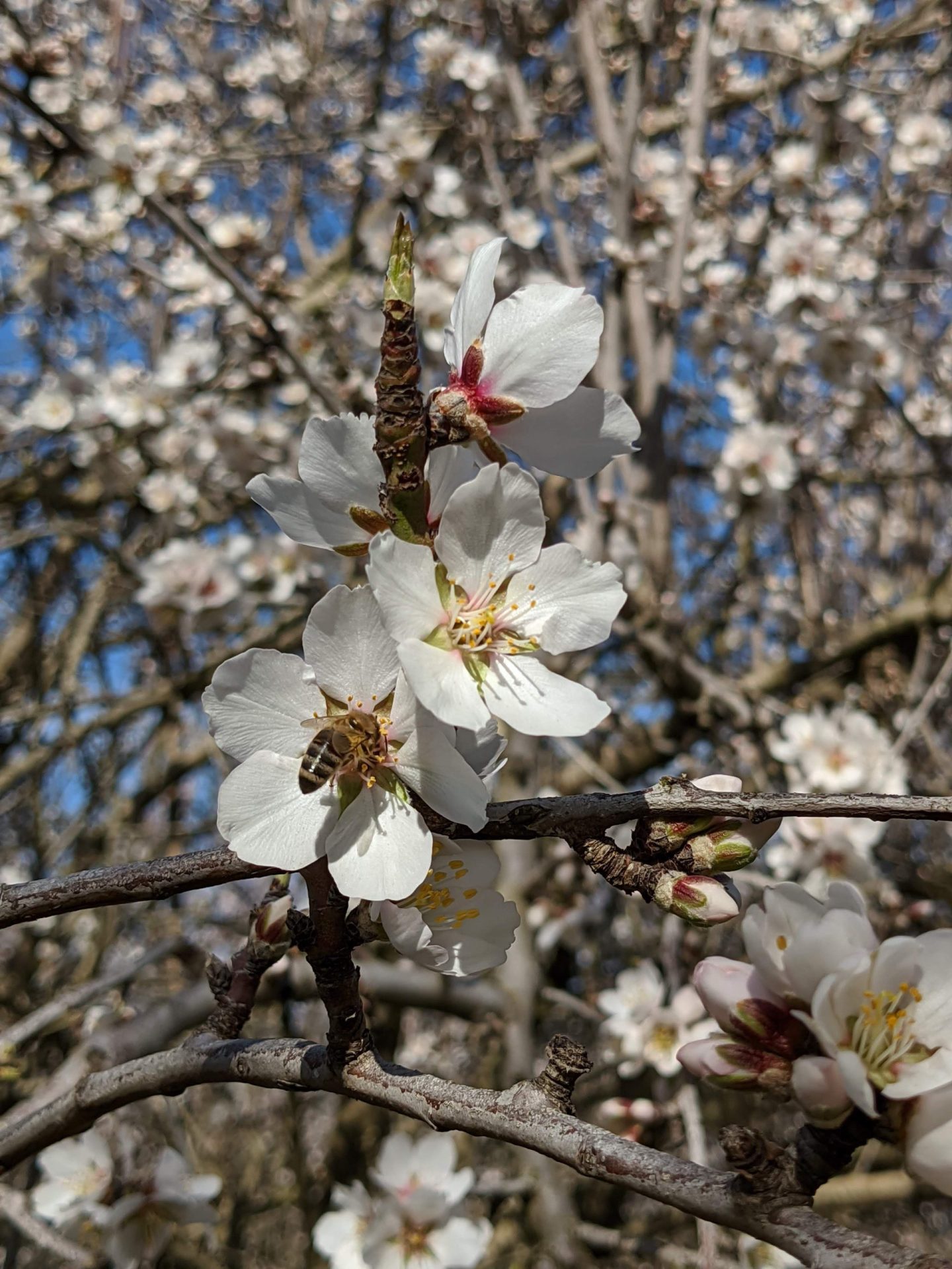 Research at the E. L. Niño Bee Lab at UC Davis, Part 2