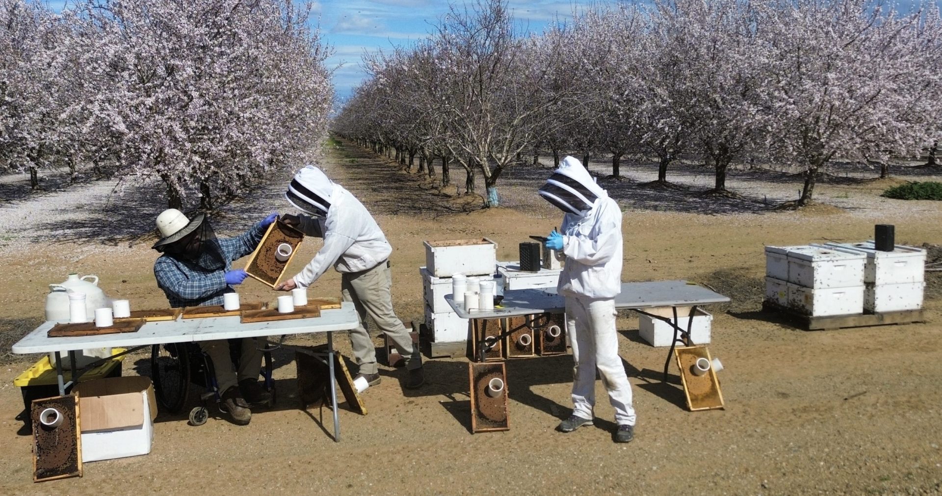 UC Davis Bee Health Hub