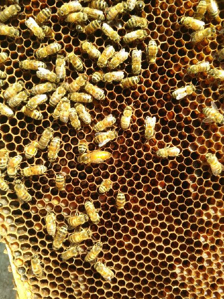 Off the Wahl Beekeeping