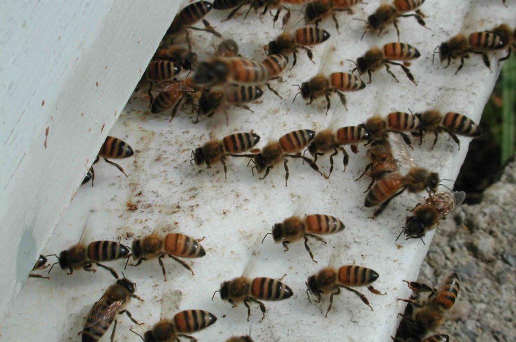 bees outside hive entrance