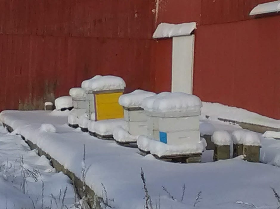 Off the Wahl Beekeeping