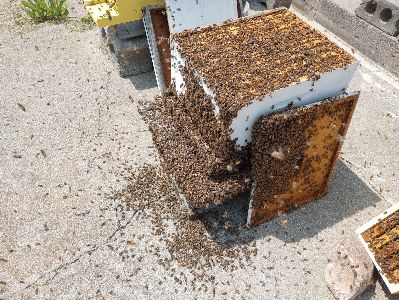 bee swarm