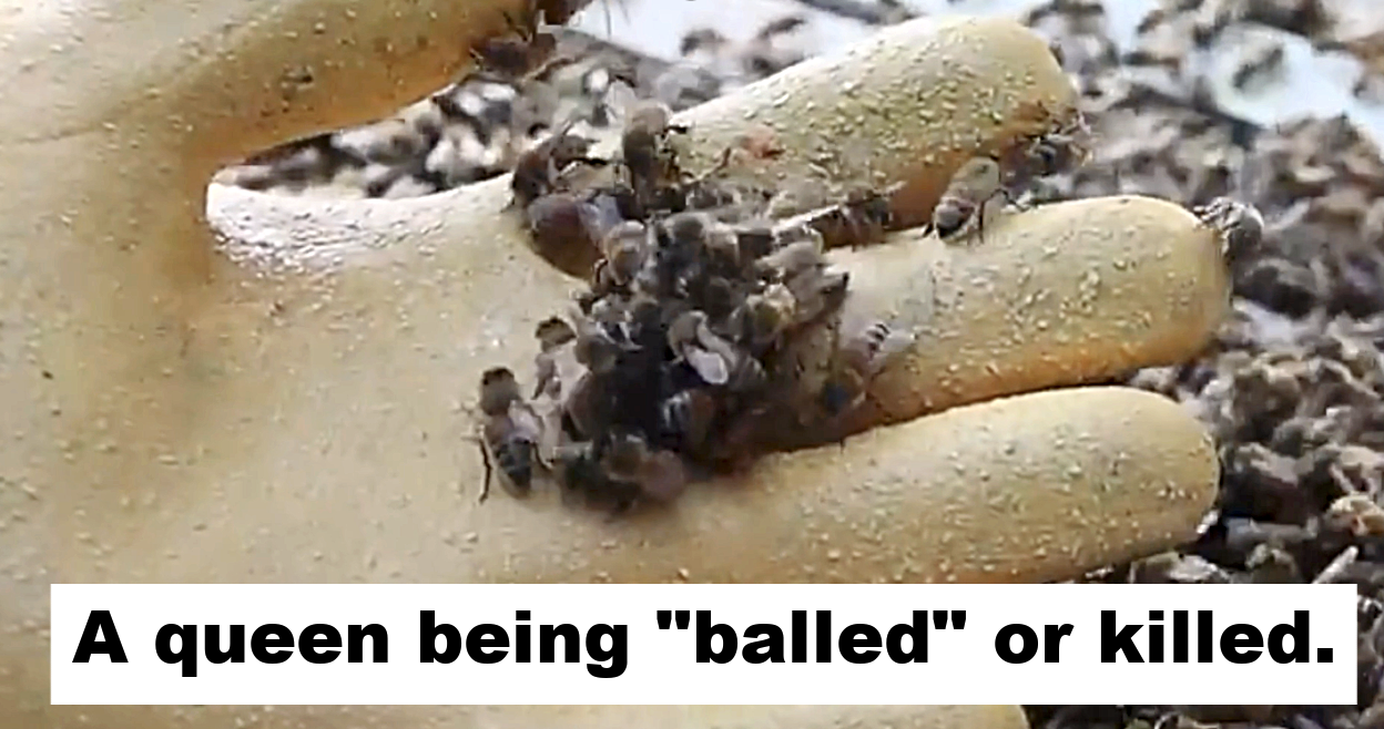 How to Overcome Queen Acceptance Challenges Part 2