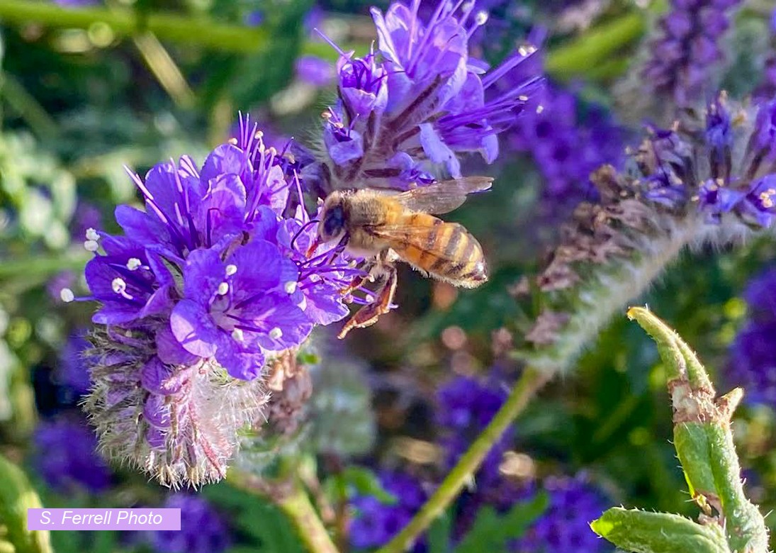 What Should I Plant For The Bees?