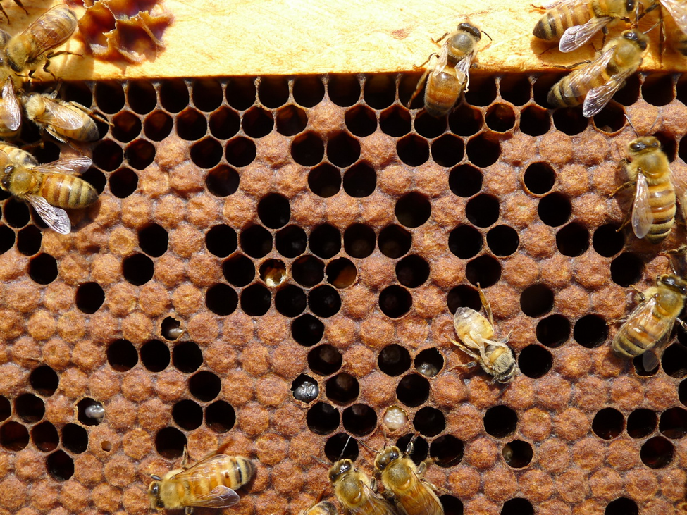 Bee Vet