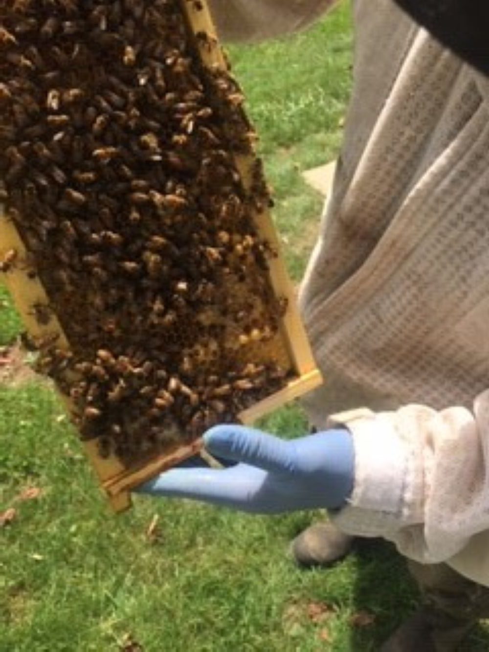 Bee Vet