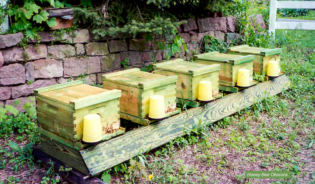 For the Newer Beekeeper