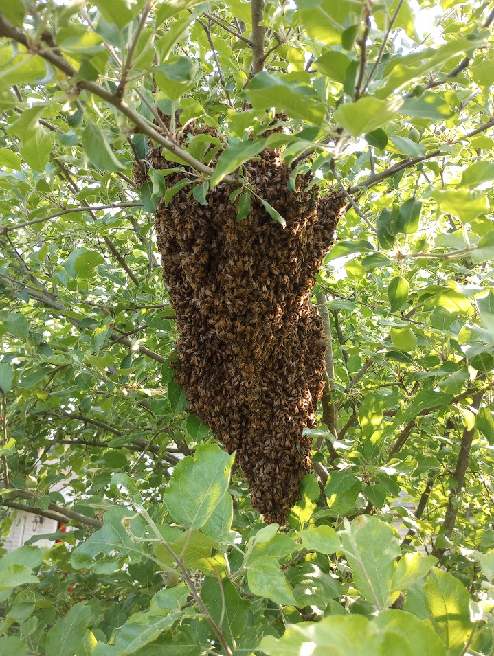 Off the Wahl Beekeeping