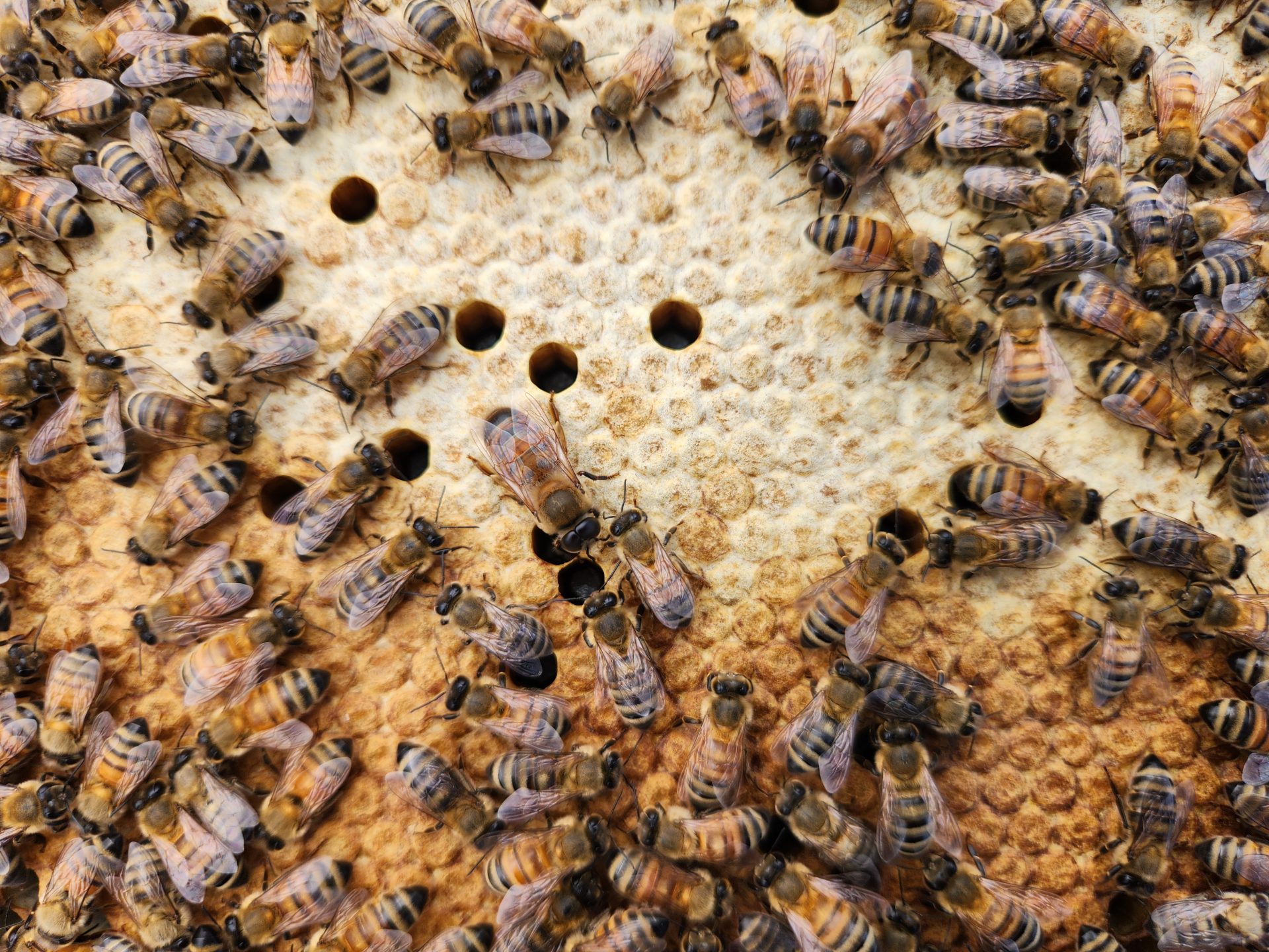 Minding Your Bees and Cues