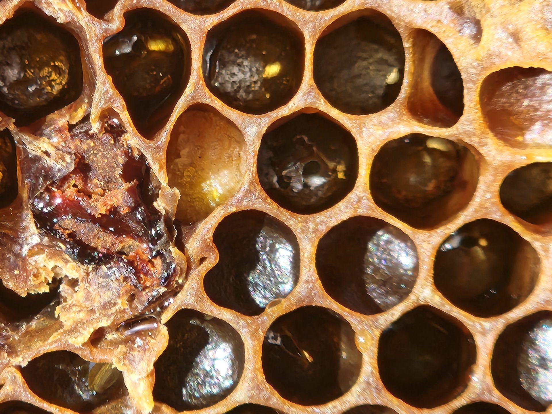 Minding Your Bees and Cues